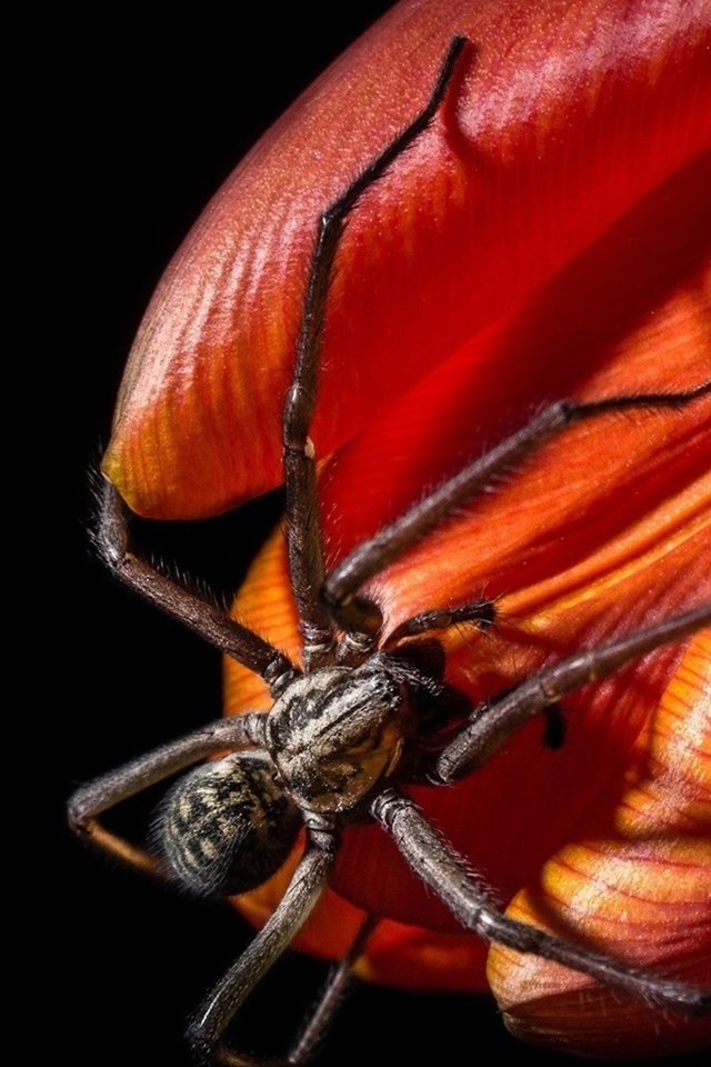 大蜘蛛手机免费版(大蜘蛛电影在线观看)-第5张图片-QuickQ官网 大蜘蛛手机免费版(大蜘蛛电影在线观看)-第5张图片-QuickQ官网