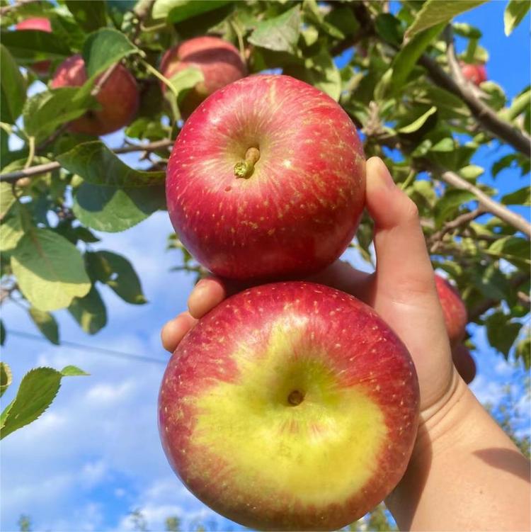 红苹果苹果垫经典版(红苹果床垫图片及价格)-第4张图片-QuickQ官网 红苹果苹果垫经典版(红苹果床垫图片及价格)-第4张图片-QuickQ官网