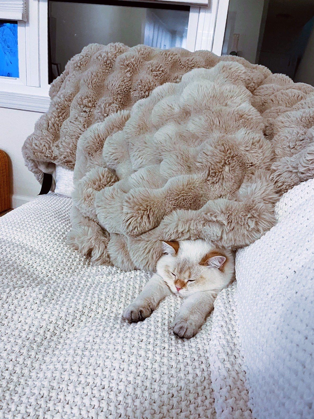 被窝里影院手机版动物(被窝里的科幻电影完整版)-第3张图片-QuickQ官网