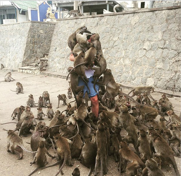 别喂猴子安卓版贴吧下载(别喂猴子中文手机版下载破解)