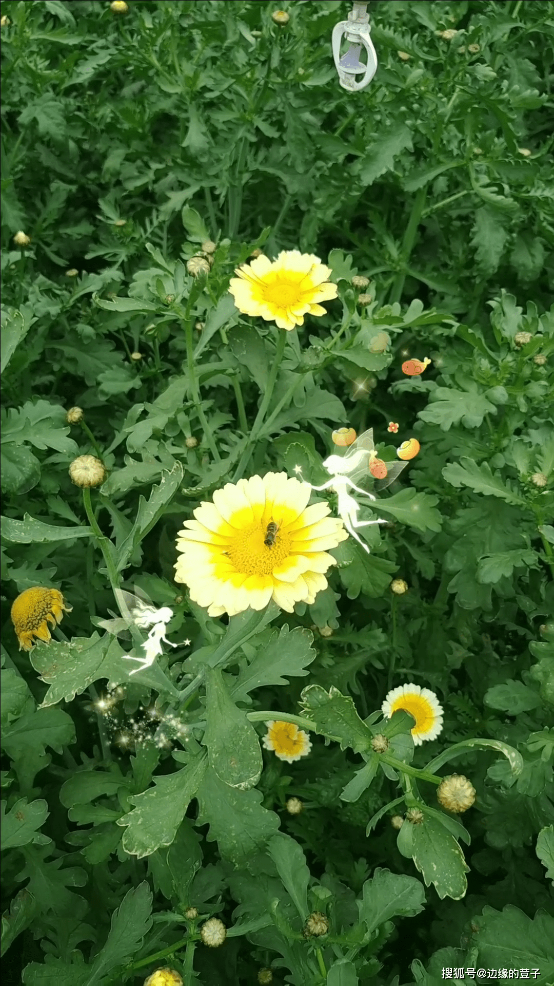 小蜜蜂视频手机版(小蜜蜂多人视频手机版)-第5张图片-QuickQ官网